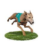 公益娛樂城白金賽狗 公益娛樂城白金賽狗